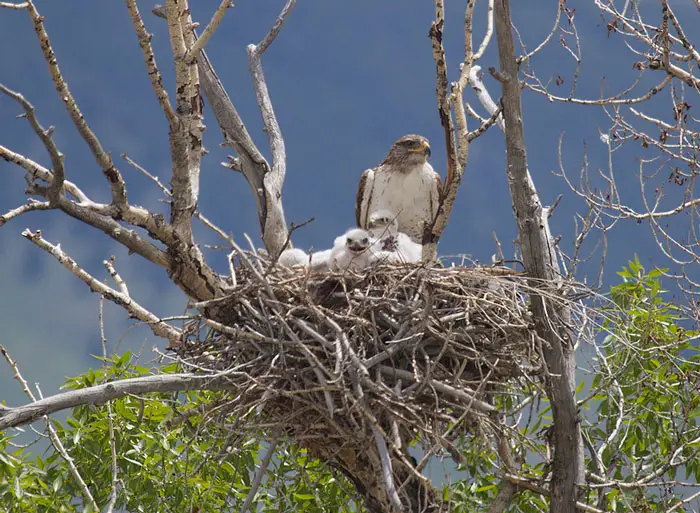 Providing Shelter and Nesting Options for Hawks