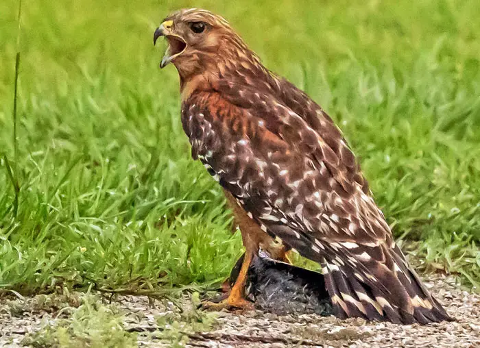 Red-Shouldered Hawk