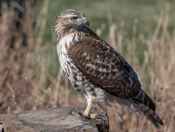 Red-Tailed Hawk