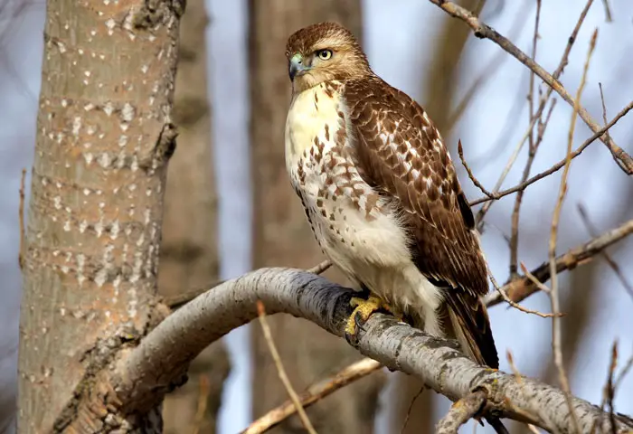 Red-Tailed Hawk