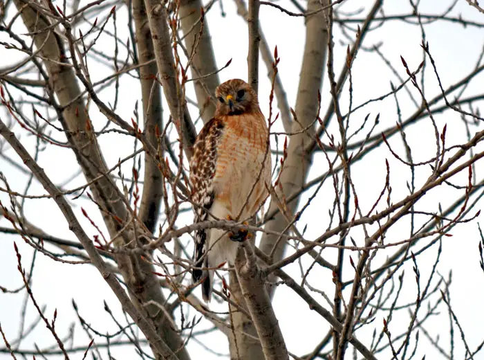 Red-shouldered Hawks