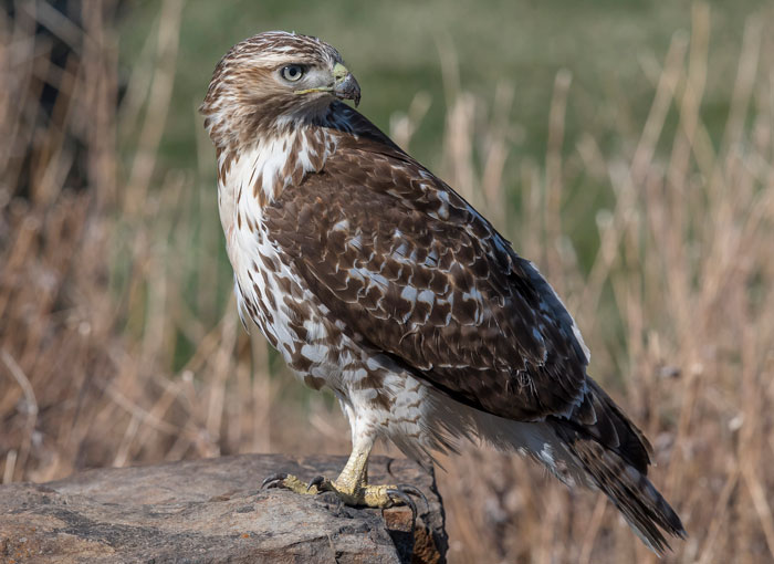 Red-tailed hawk sighting in the wild