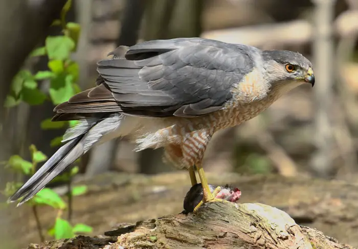 Risks Of Being Attacked By A Hawk