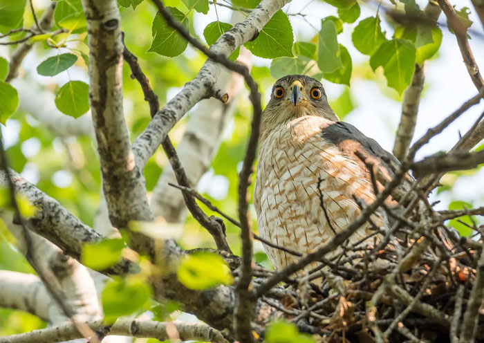 Role of Parental Care in Hawk Offspring