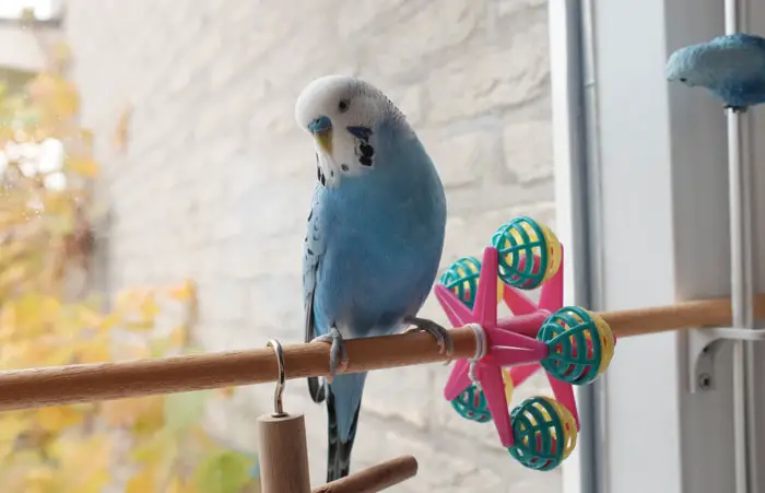 Safety Tips for Budgie Toys