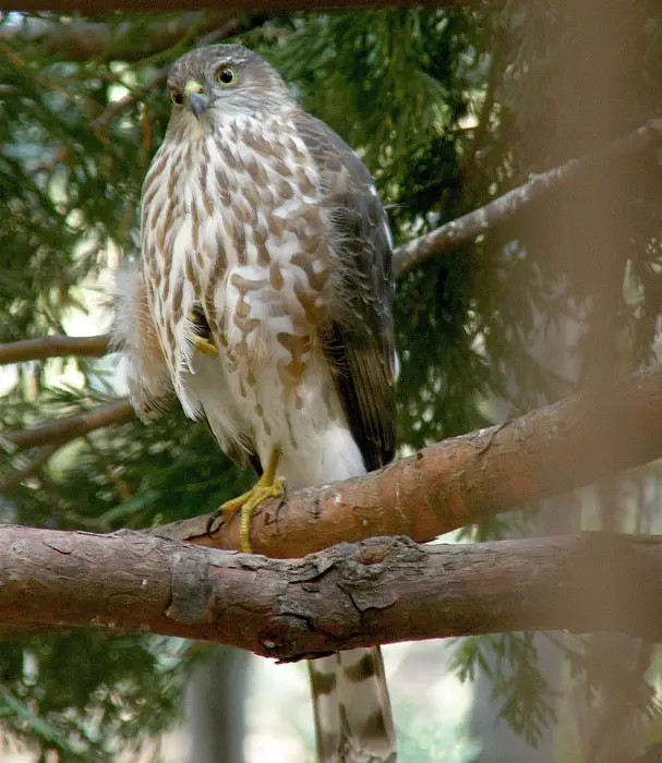 Sharp-Shinned Hawk