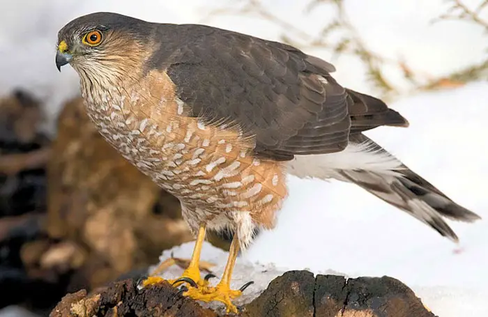 Sharp-shinned Hawk Physical Characteristics