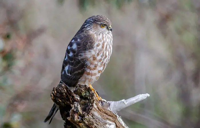 Sharp-shinned Hawks