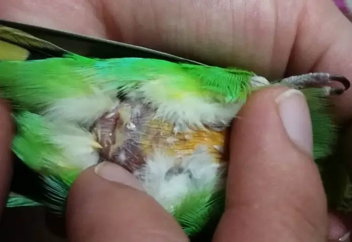 Symptoms And Diagnosis Of Budgie Tumors