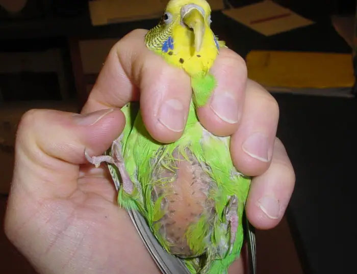 Symptoms of Budgie Liver Disease