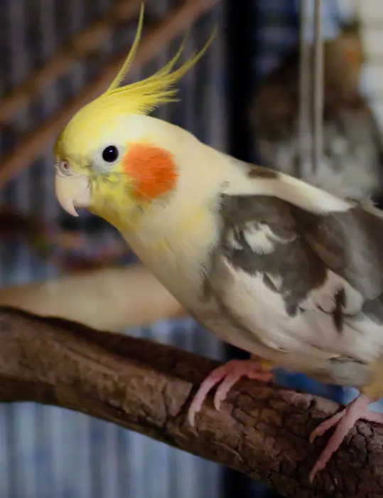 Taming Cockatiel Noises