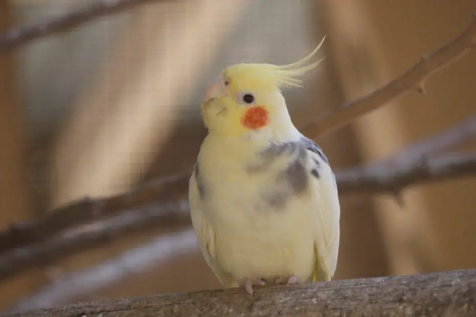 Taming Cockatiel Noises