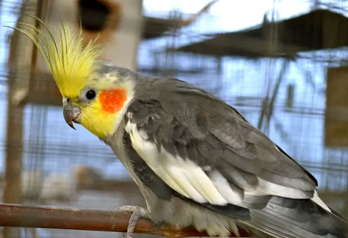 Teaching a cockatiel recall flight training