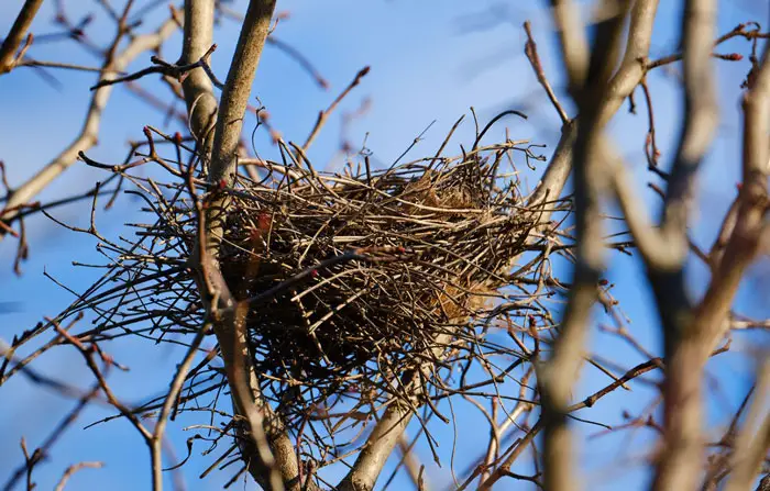 Techniques Used by Hawks in Nest Construction