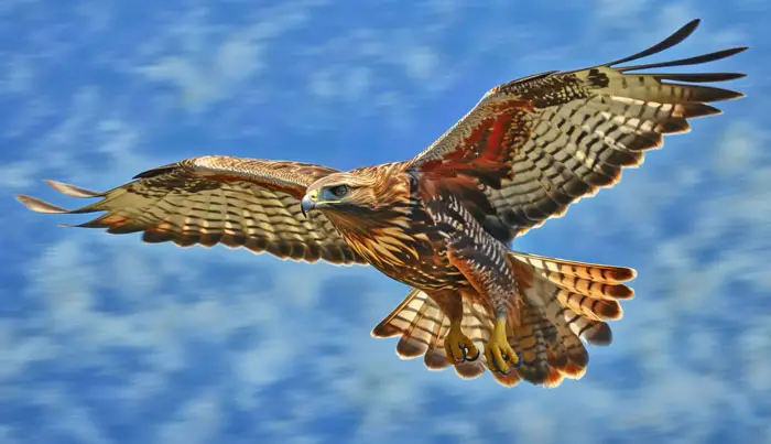 Tips For Identifying Hawks In Flight