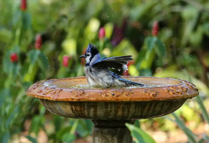 Tips for Keeping Bird Baths Clean and Safe for Hawks