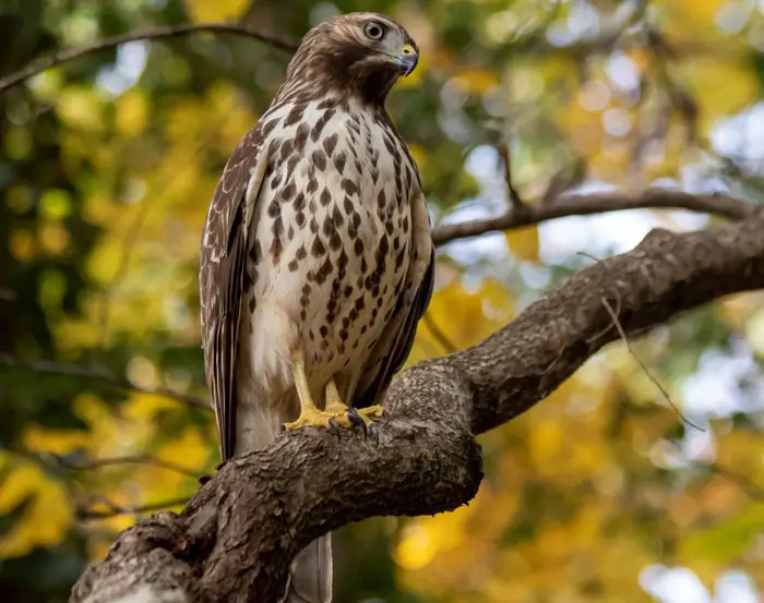 Tips for Observing Hawks Safely and Responsibly