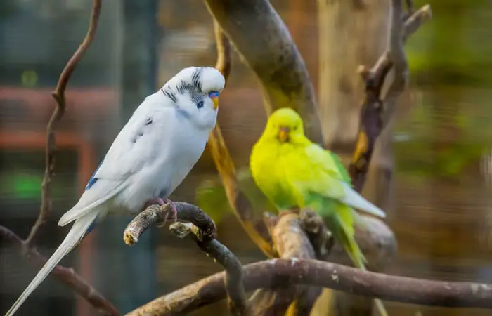 Tips to prevent feather plucking in budgies