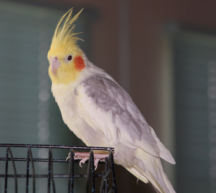 Training a cockatiel to fly safely