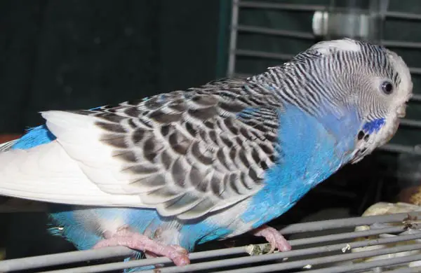 Treatment Options For Budgie Tumors