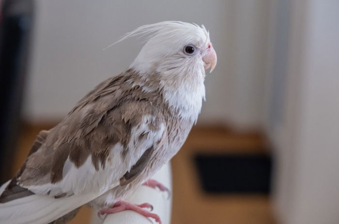 Trimming cockatiel's nails to maintain proper nail length