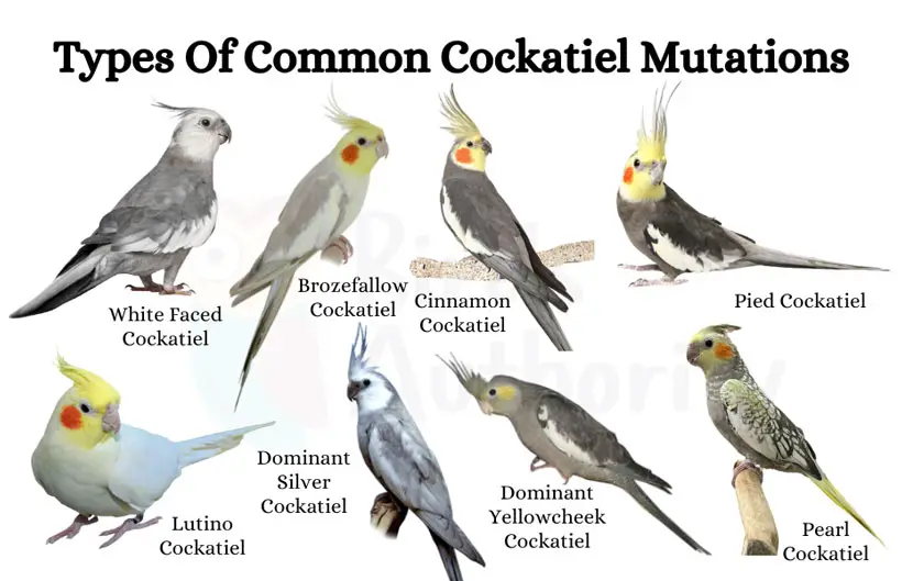 Types Of Common Cockatiel Mutations