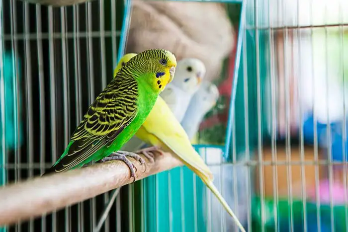 Types Of Feather Plucking Behavior