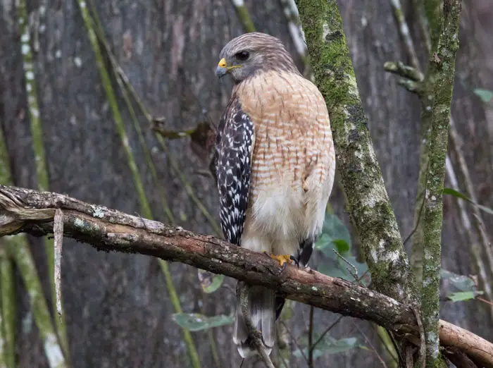 Types Of Hawks 