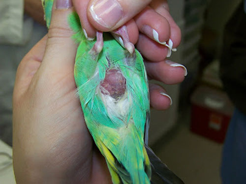 Types Of Tumors Found In Budgies