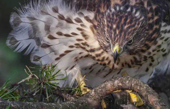 Types of Habitats Preferred by Hawks