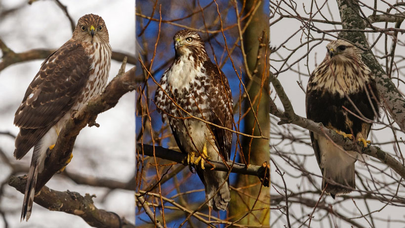 Types of Hawks and Their Hunting Habits