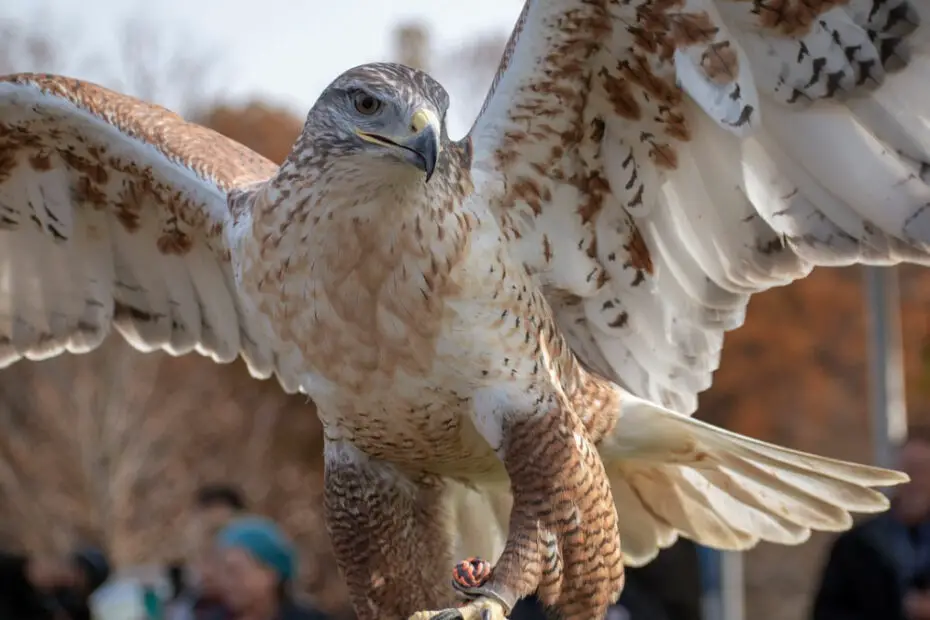 Types of Hawks in the US