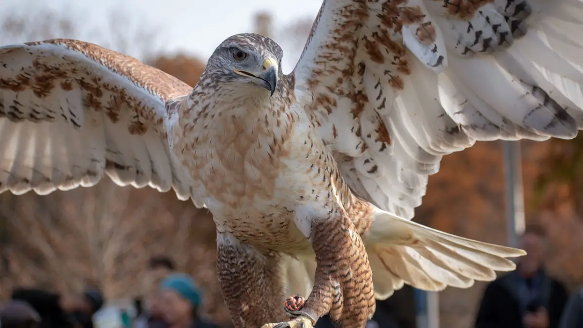 Types of Hawks in the US