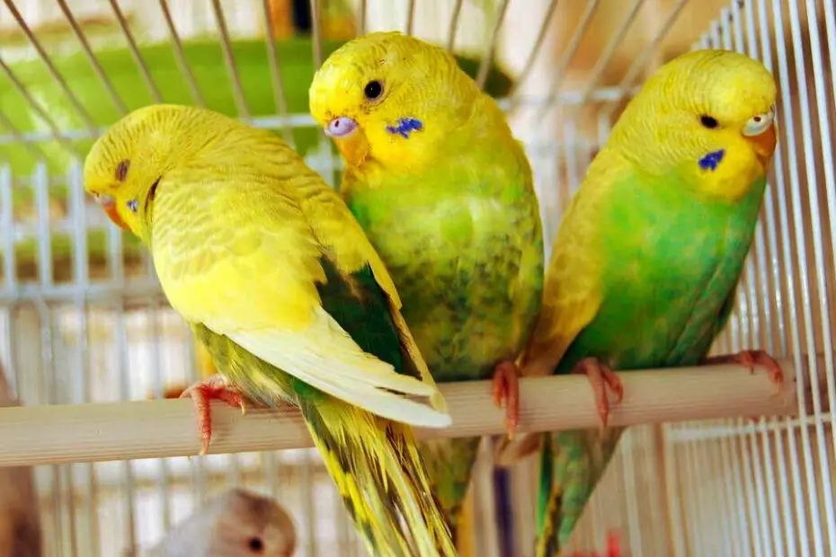 Understanding And Preventing Feather Plucking In Budgies