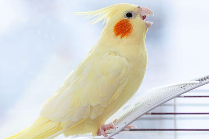 Understanding Cockatiel Noises