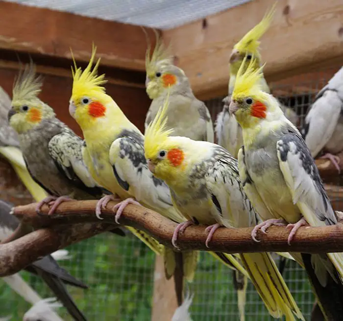 Understanding Feather Loss In Cockatiels 