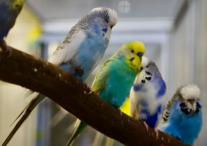 Understanding Feather Plucking in Budgies