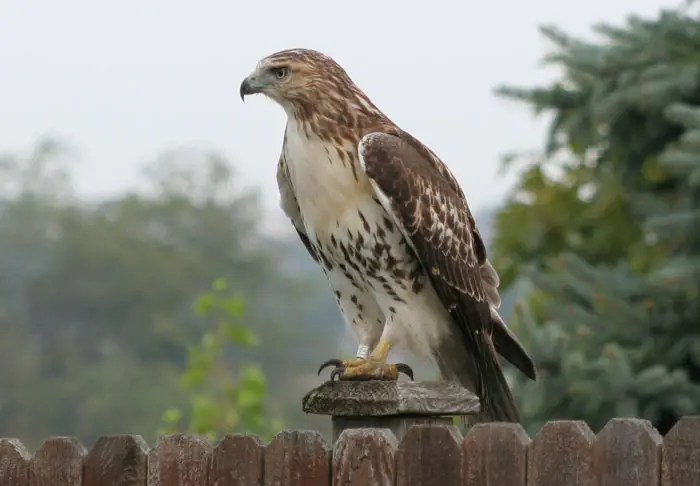 Understanding Hawk Behavior