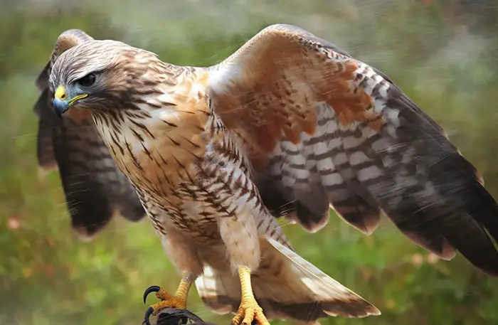 Understanding Hawks and Their Habitat Needs