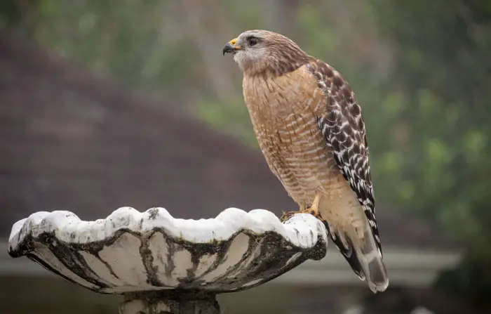 Water for Backyard Hawks