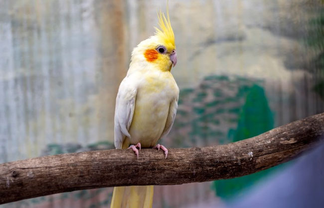 Ways To Develop Healthy Behavior In Your Cockatiel