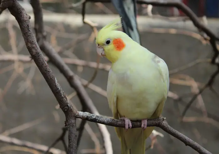 Weight of Cockatiel