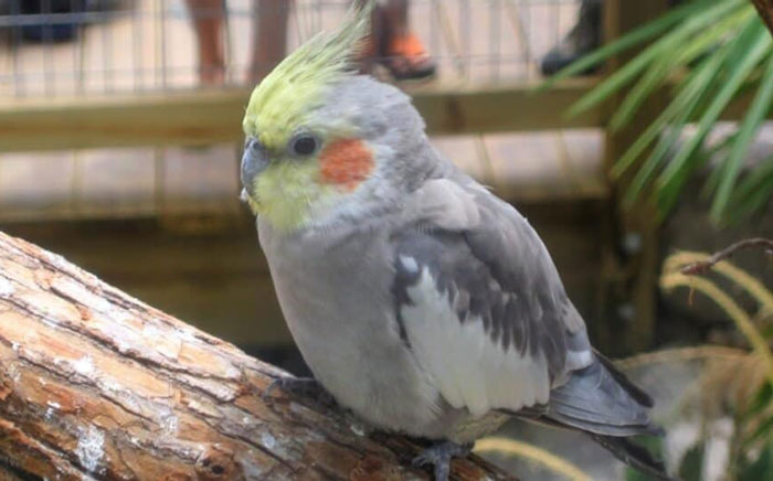 What Are The Common Nutritional Problems That Can Affect Cockatiels