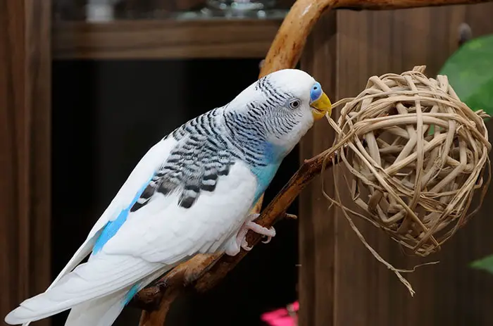 What Makes a Good Budgie Toy