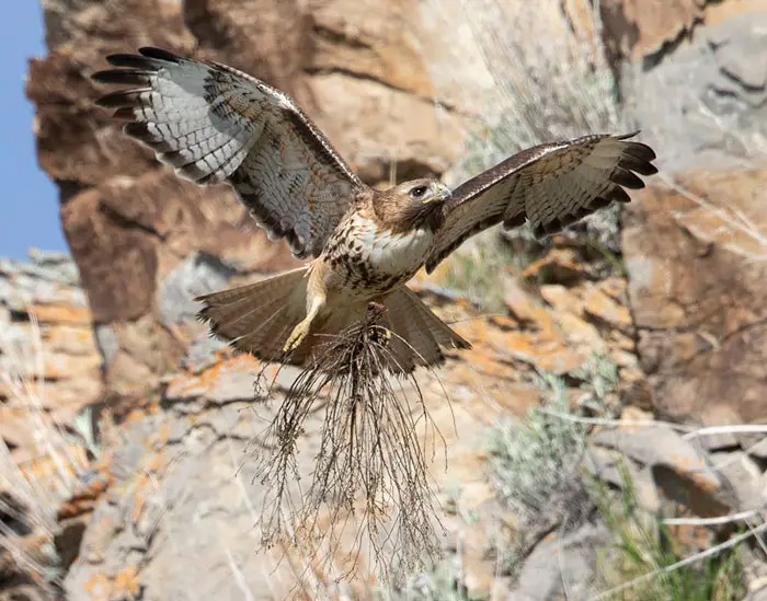 What Materials Do Hawks Use to Build Nests