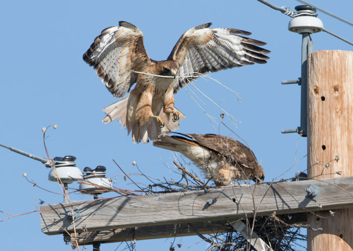 When Do Hawks Build Nests