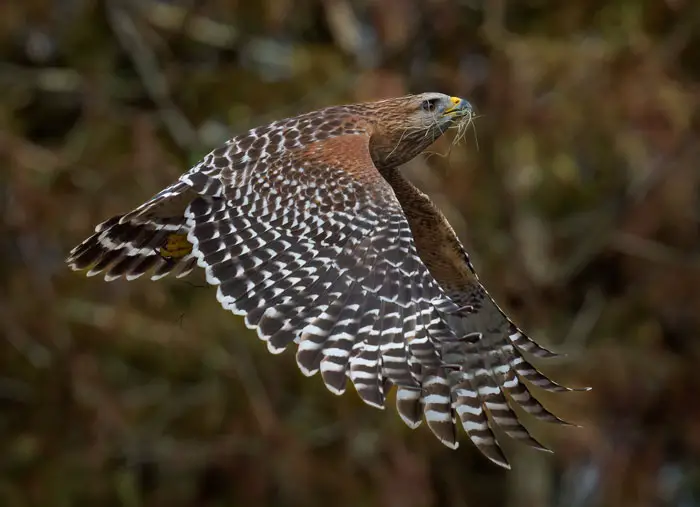 Where Do Hawks Build Nests