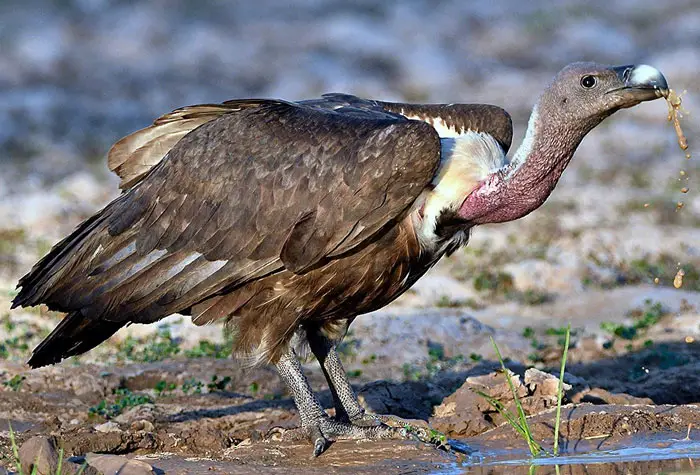 White-rumped Vulture