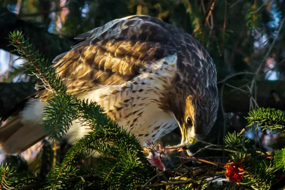 Why Are Hawks Endangered