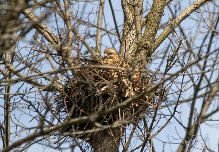 Why Do Hawks Build Nests